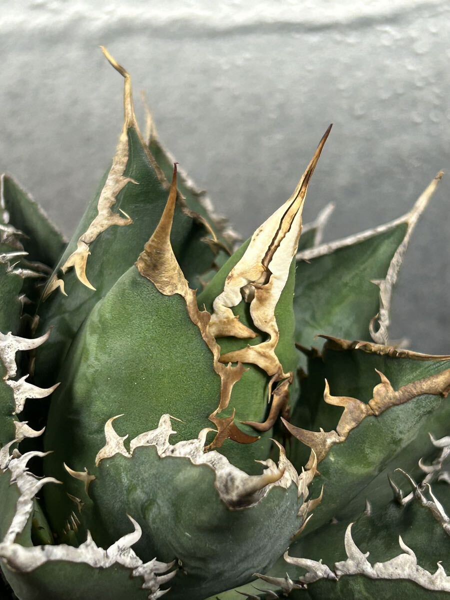 多肉植物 【特選】 アガベ agave titanota チタノタ『海王』 11の画像5