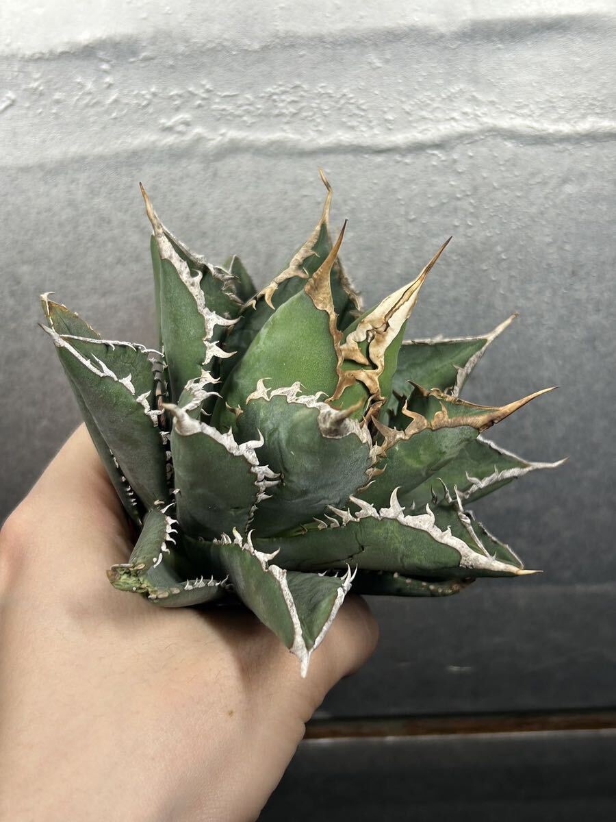 多肉植物 【特選】 アガベ agave titanota チタノタ『海王』 11の画像6