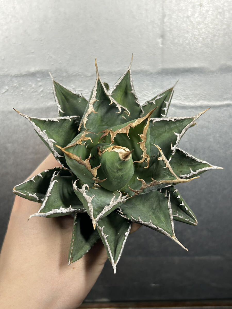 多肉植物 【特選】 アガベ agave titanota チタノタ『海王』 11の画像4
