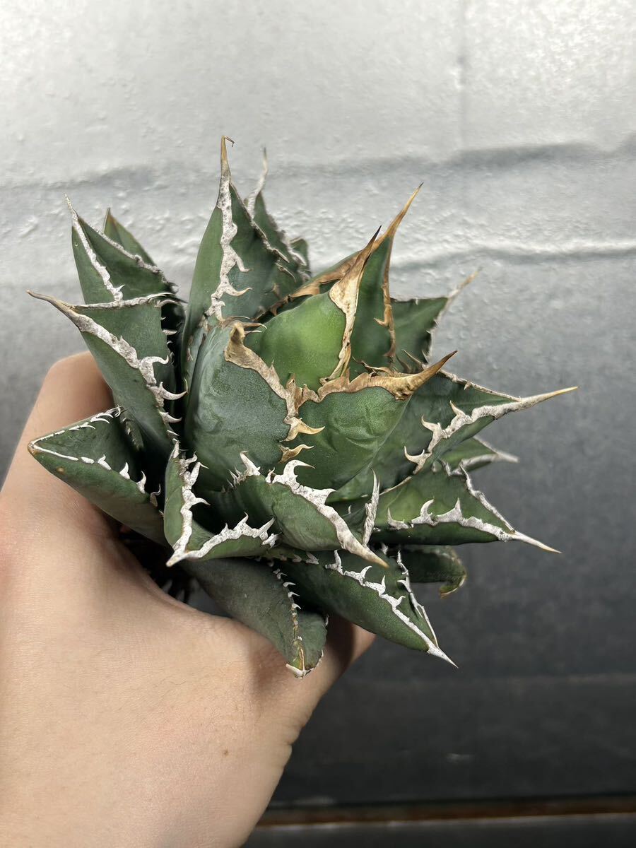 多肉植物 【特選】 アガベ agave titanota チタノタ『海王』 11の画像1