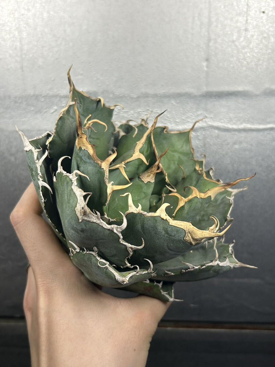 多肉植物 【特選】 アガベ agave titanota チタノタ『白鯨』 の画像2