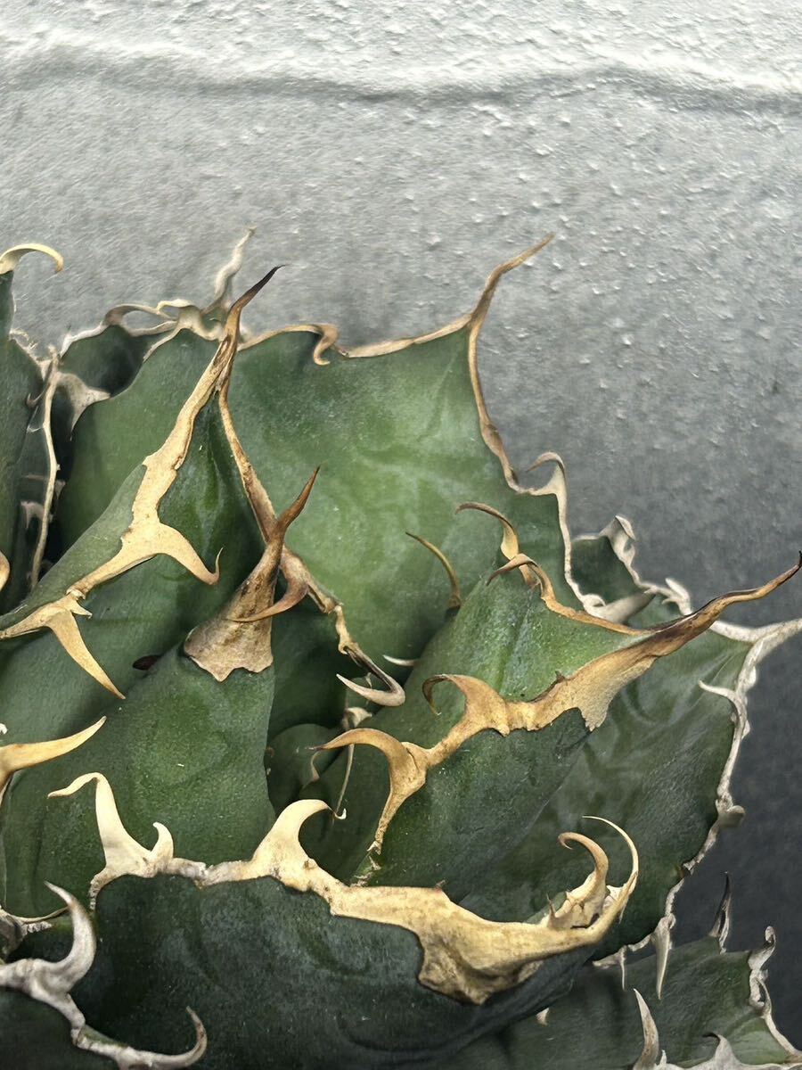 多肉植物 【特選】 アガベ agave titanota チタノタ『白鯨』 の画像7
