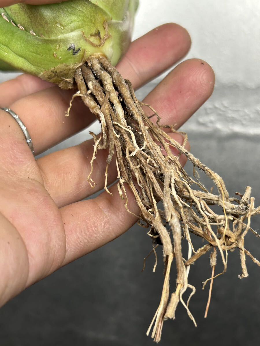 多肉植物 【特選】 アガベ agave titanota チタノタ『宝珠』 強棘 2の画像8