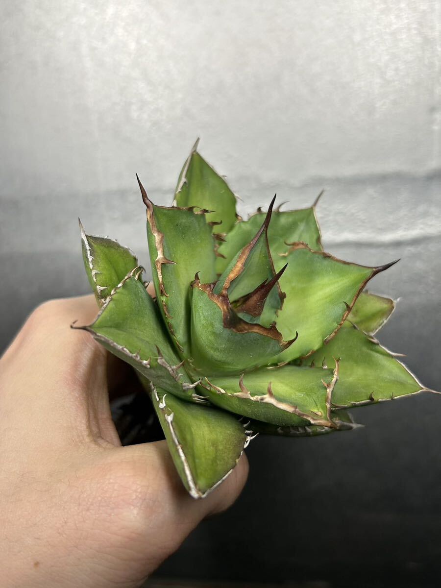 多肉植物 【特選】 アガベ agave titanota チタノタ『宝珠』 強棘 2の画像5