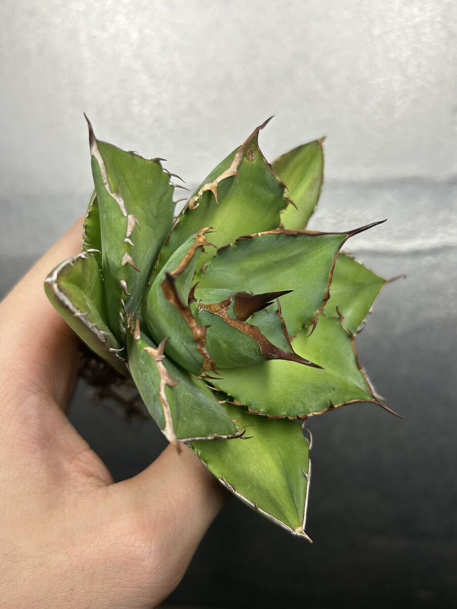 多肉植物 【特選】 アガベ agave titanota チタノタ『宝珠』 強棘 2の画像7