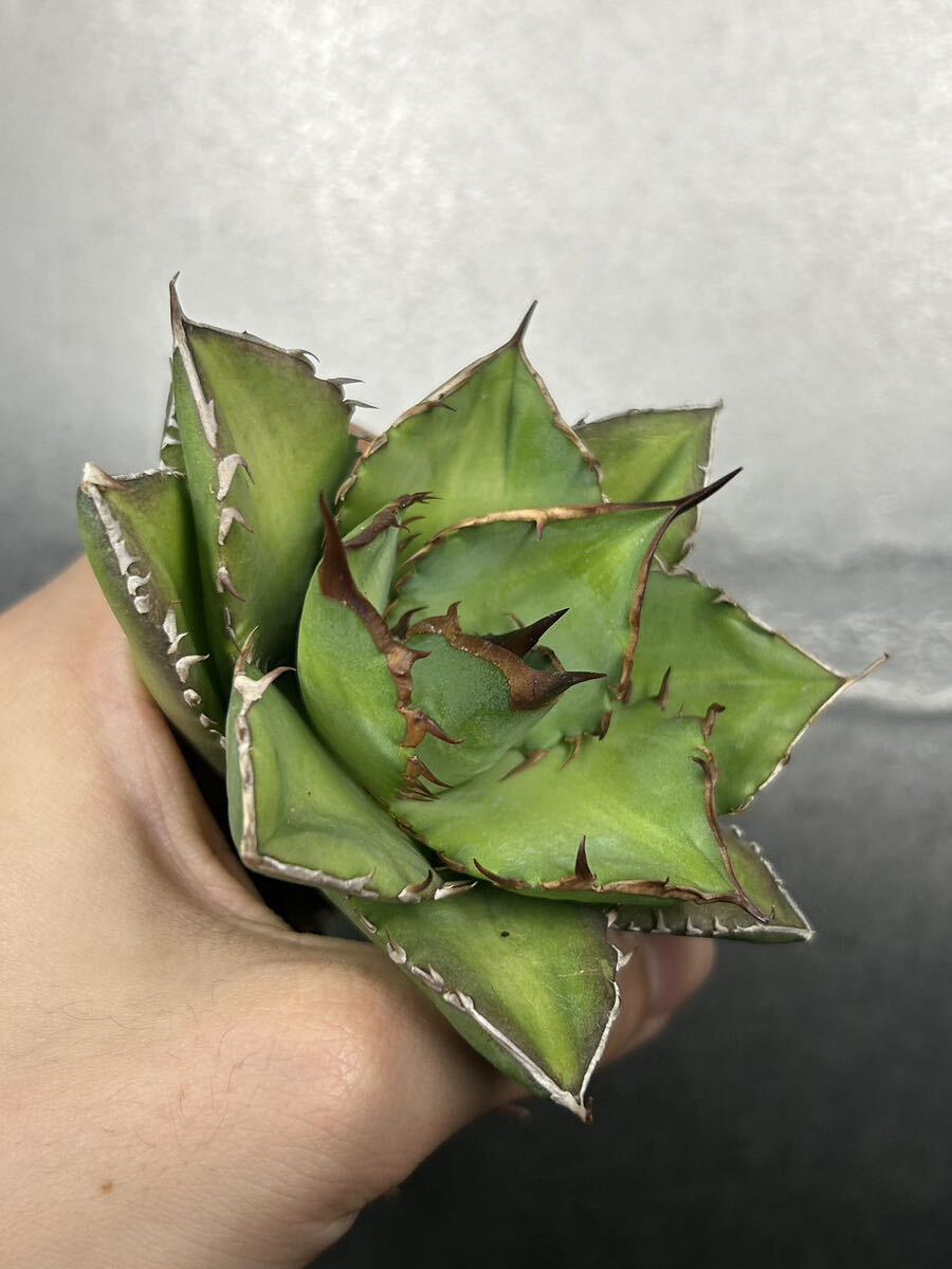 多肉植物 【特選】 アガベ agave titanota チタノタ『宝珠』 強棘 4の画像4