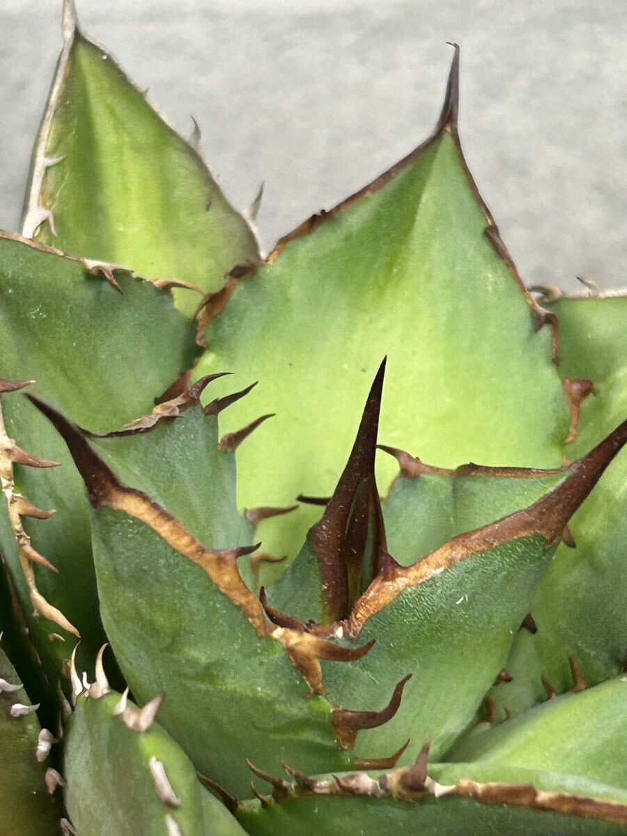 多肉植物 【特選】 アガベ agave titanota チタノタ『宝珠』 強棘 10の画像7