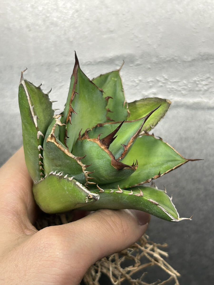 多肉植物 【特選】 アガベ agave titanota チタノタ『宝珠』 強棘 10の画像3
