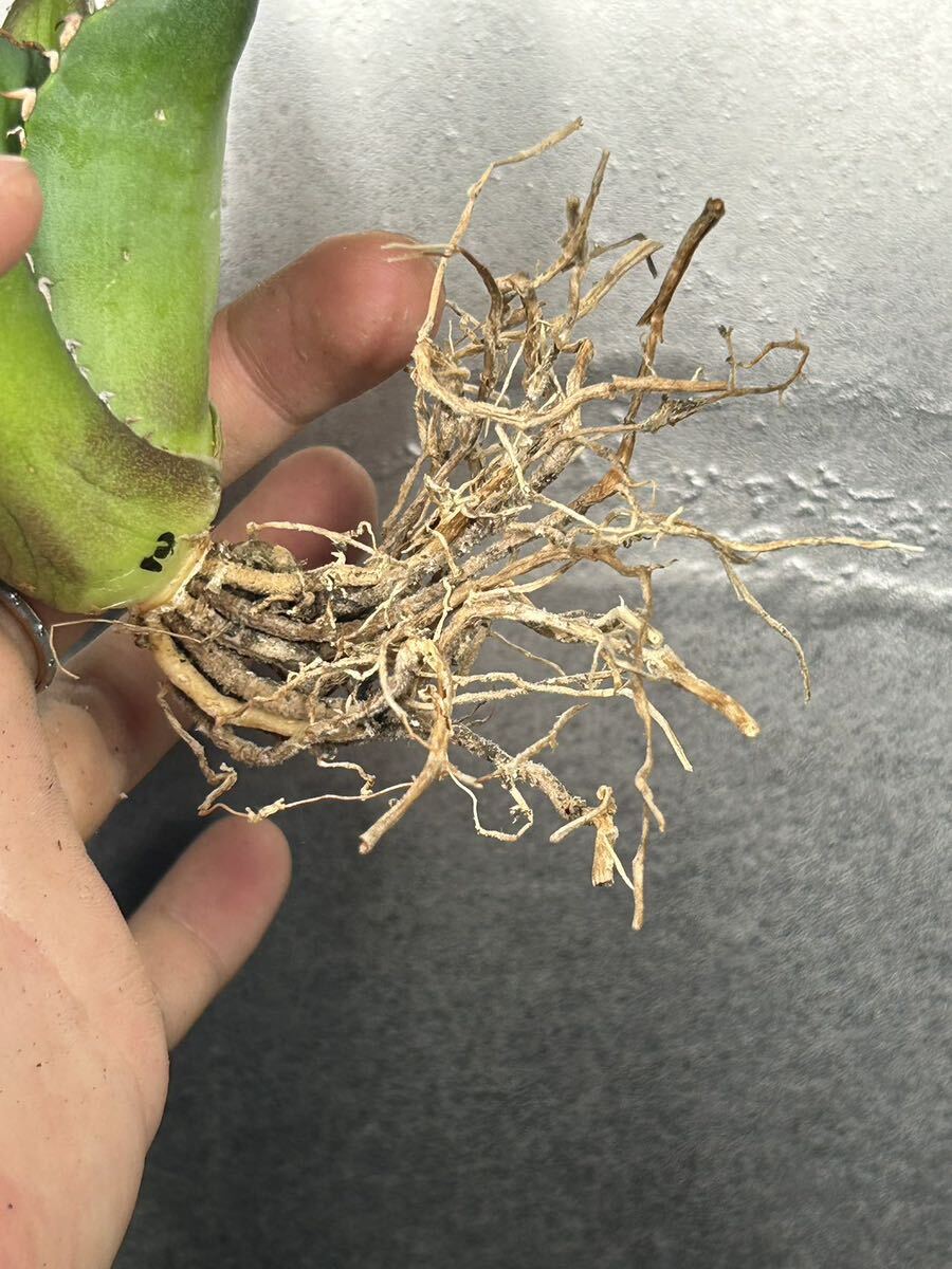 多肉植物 【特選】 アガベ agave titanota チタノタ『宝珠』 強棘 10の画像8