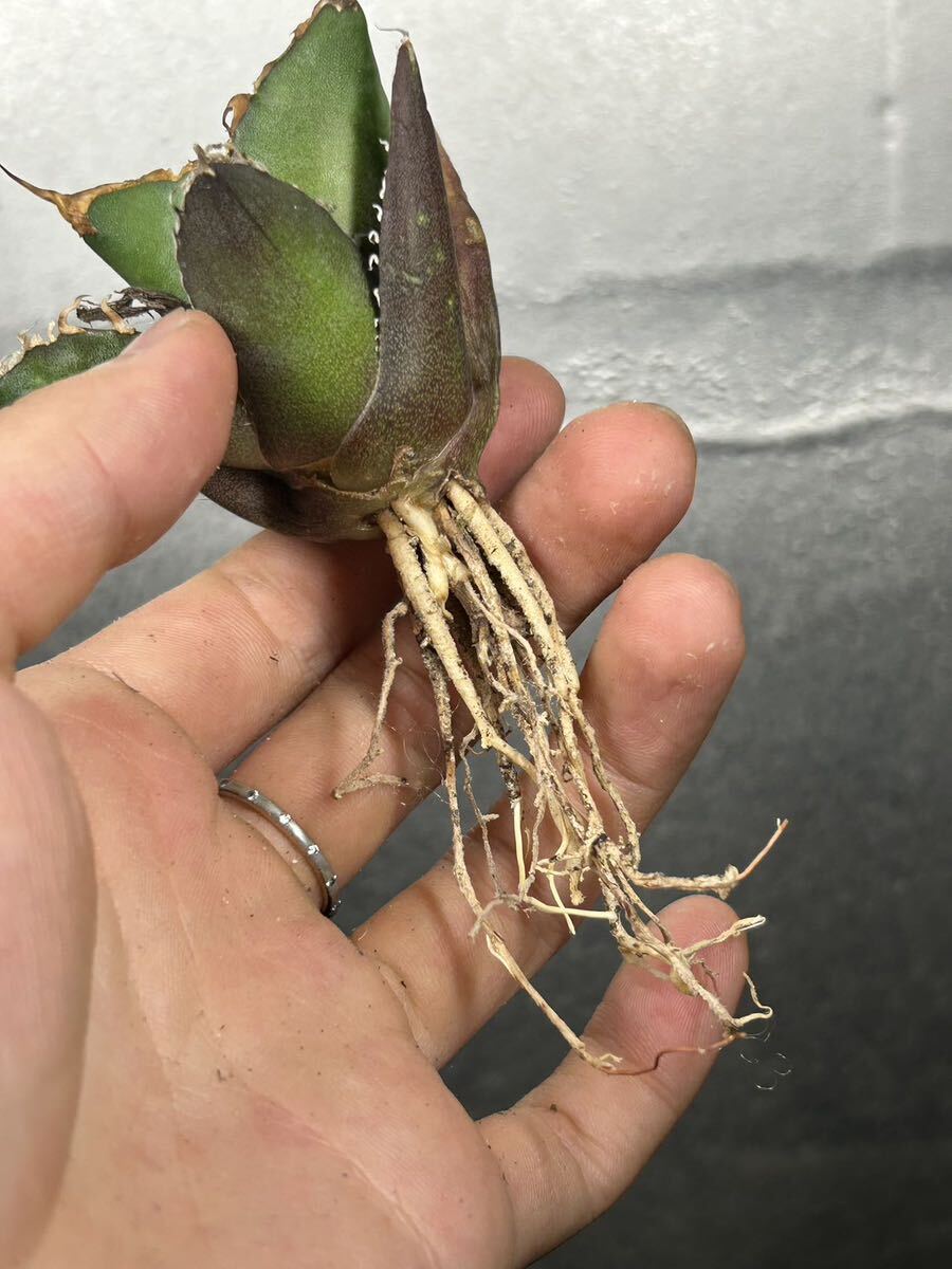 多肉植物 【特選】 アガベ agave titanota チタノタ『シーザー』 5の画像8