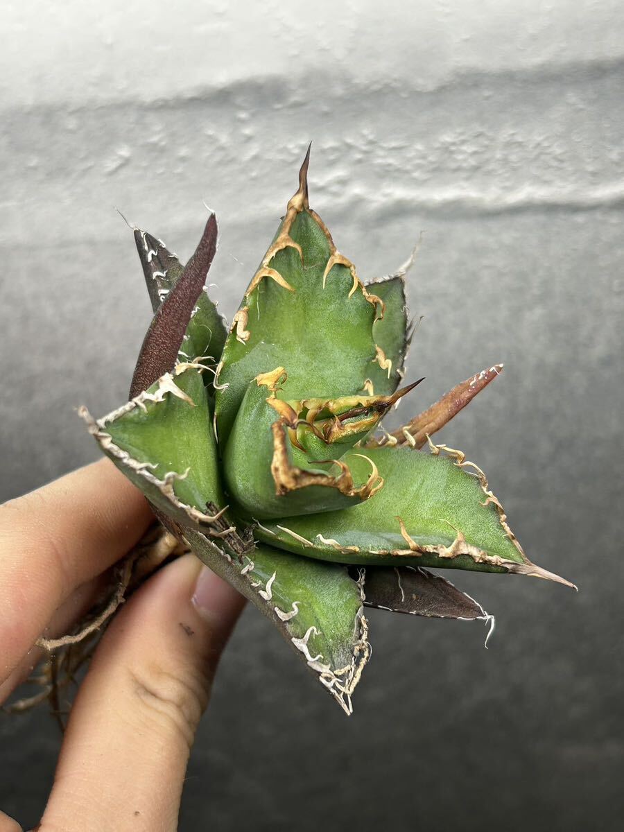 多肉植物 【特選】 アガベ agave titanota チタノタ『シーザー』 5の画像4