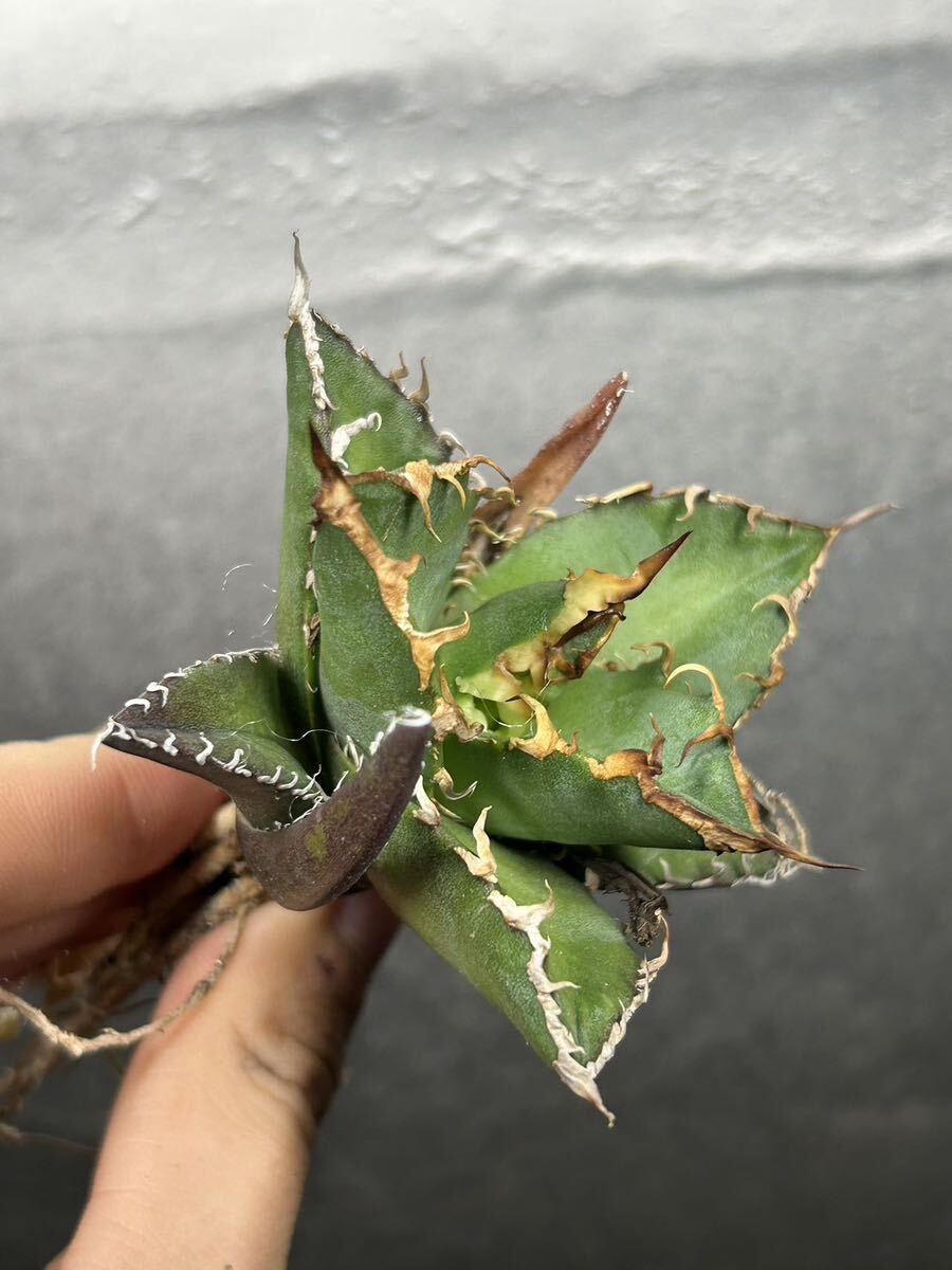 多肉植物 【特選】 アガベ agave titanota チタノタ『シーザー』 5の画像1