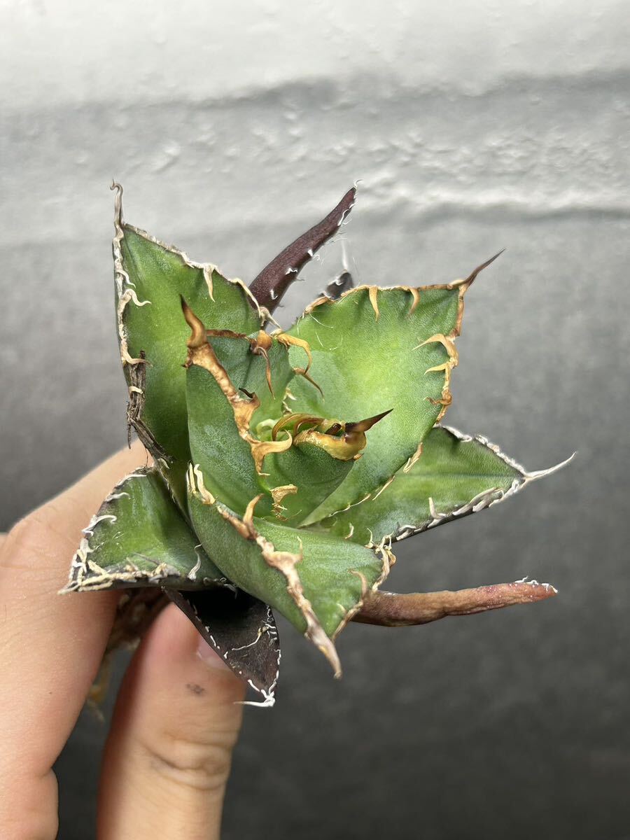 多肉植物 【特選】 アガベ agave titanota チタノタ『シーザー』 5の画像2