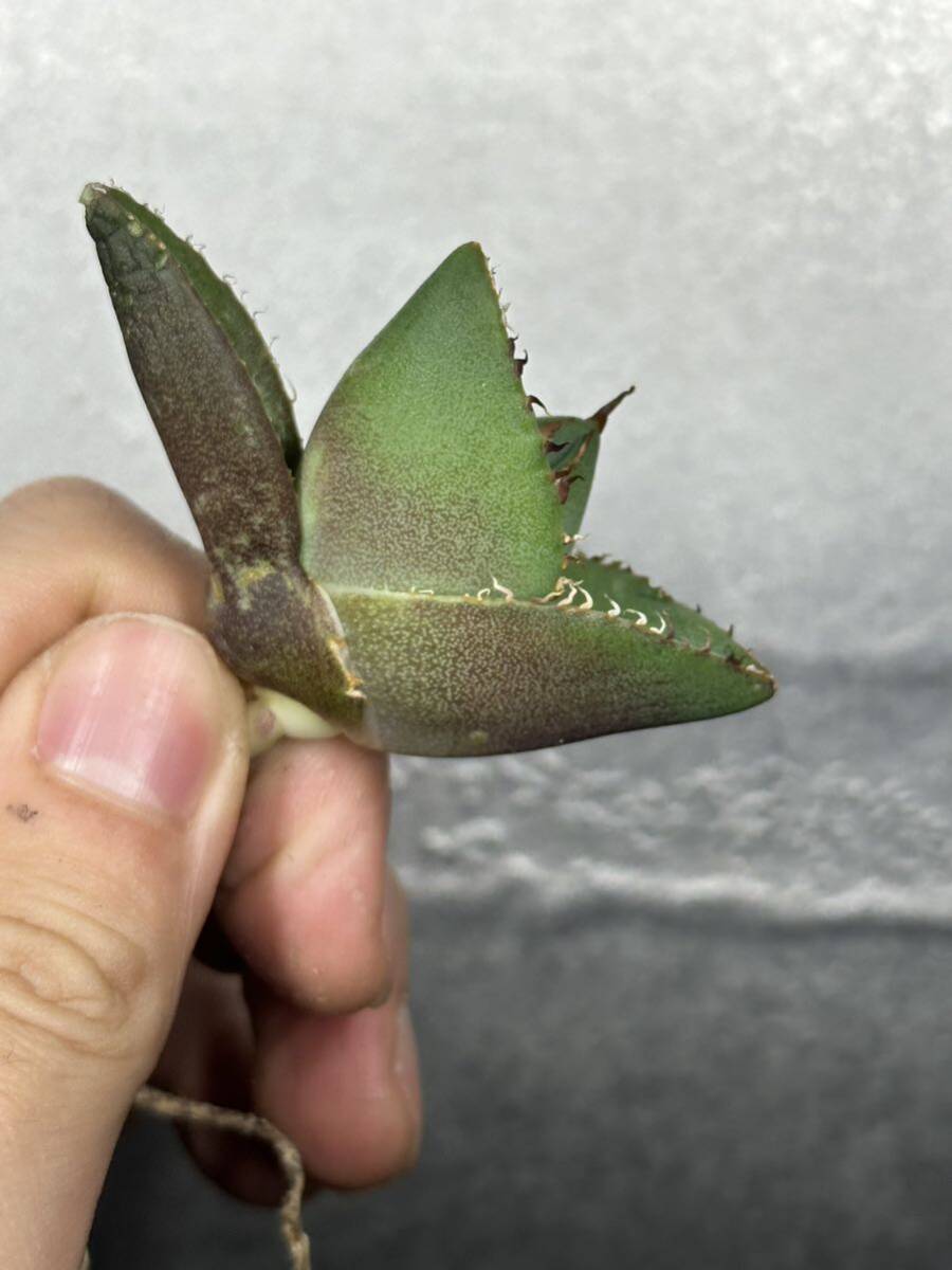 多肉植物 【特選】 アガベ agave titanota 『ジャガーノート』 7の画像4