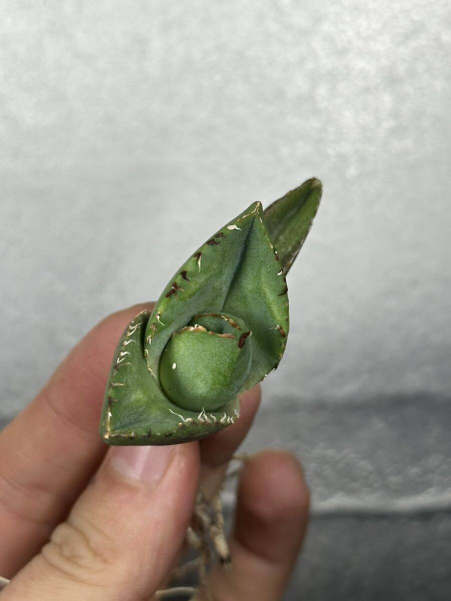 多肉植物 【特選】 アガベ agave titanota 『ジャガーノート』 7の画像5