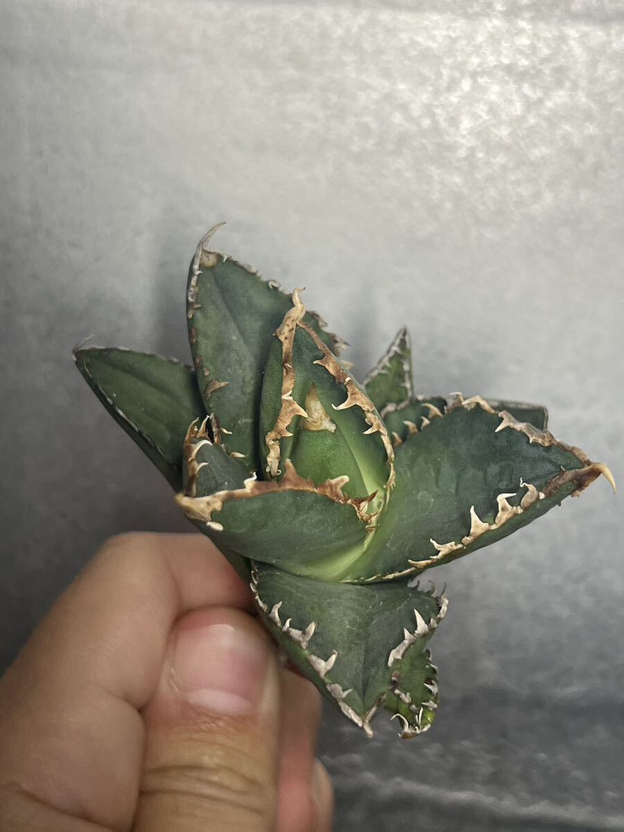 多肉植物 【特選】 アガベ agave titanota チタノタ『狼人』 9の画像2