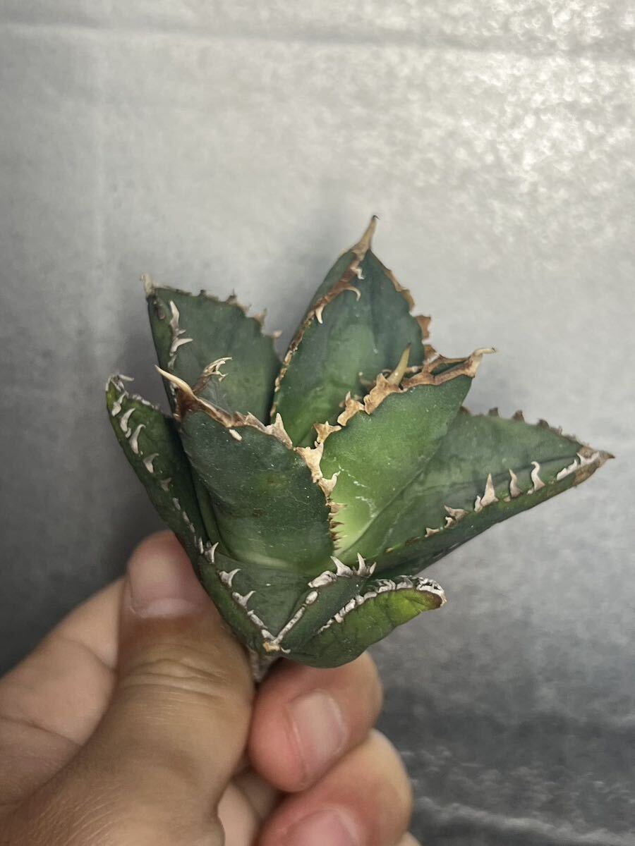 多肉植物 【特選】 アガベ agave titanota チタノタ『狼人』 9の画像3