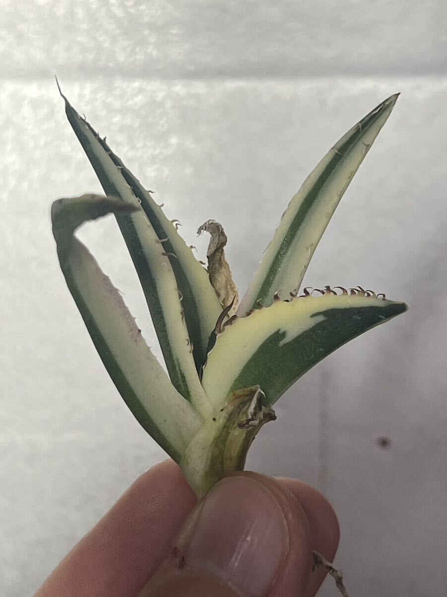 多肉植物 【特選】 アガベ agave titanota チタノタ『スナグルトゥース』 5の画像1