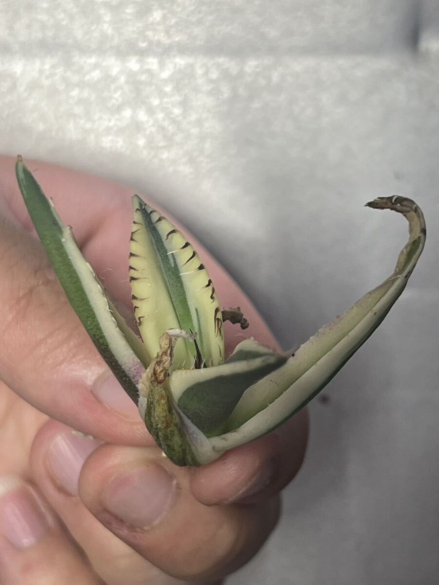 多肉植物 【特選】 アガベ agave titanota チタノタ『スナグルトゥース』 5の画像5