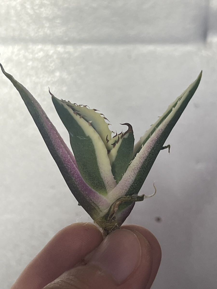 多肉植物 【特選】 アガベ agave titanota チタノタ『スナグルトゥース』 6の画像4