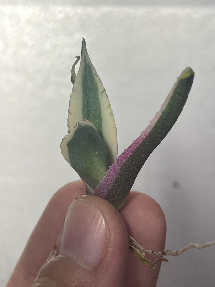 多肉植物 【特選】 アガベ agave titanota チタノタ『スナグルトゥース』 7の画像4