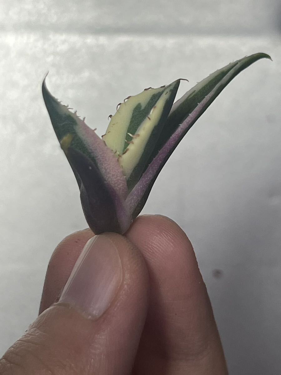 多肉植物 【特選】 アガベ agave titanota チタノタ『スナグルトゥース』 9の画像3