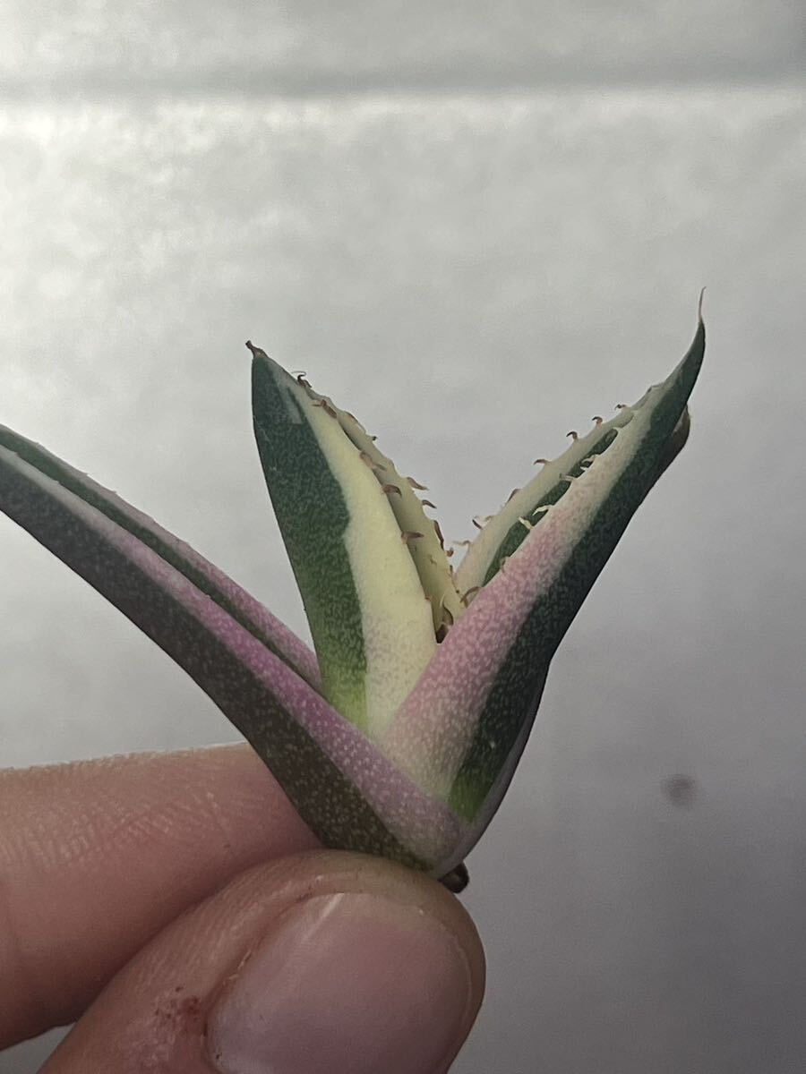 多肉植物 【特選】 アガベ agave titanota チタノタ『スナグルトゥース』 9の画像4