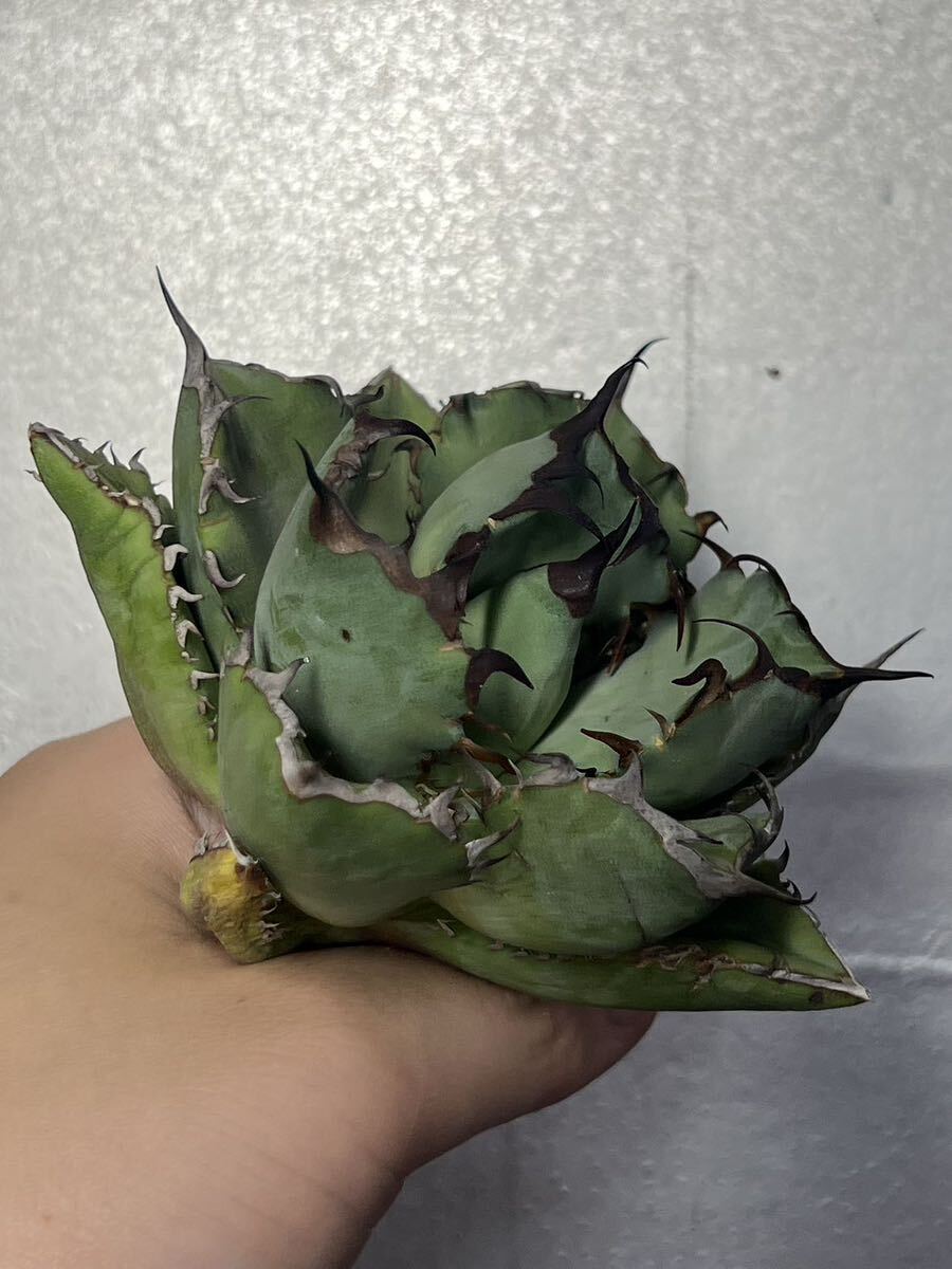 多肉植物 【特選】 アガベ agave titanota チタノタ『黑鯨』 2の画像2