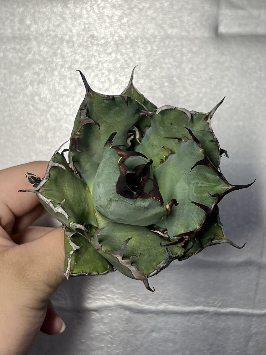 多肉植物 【特選】 アガベ agave titanota チタノタ『黑鯨』 4の画像6