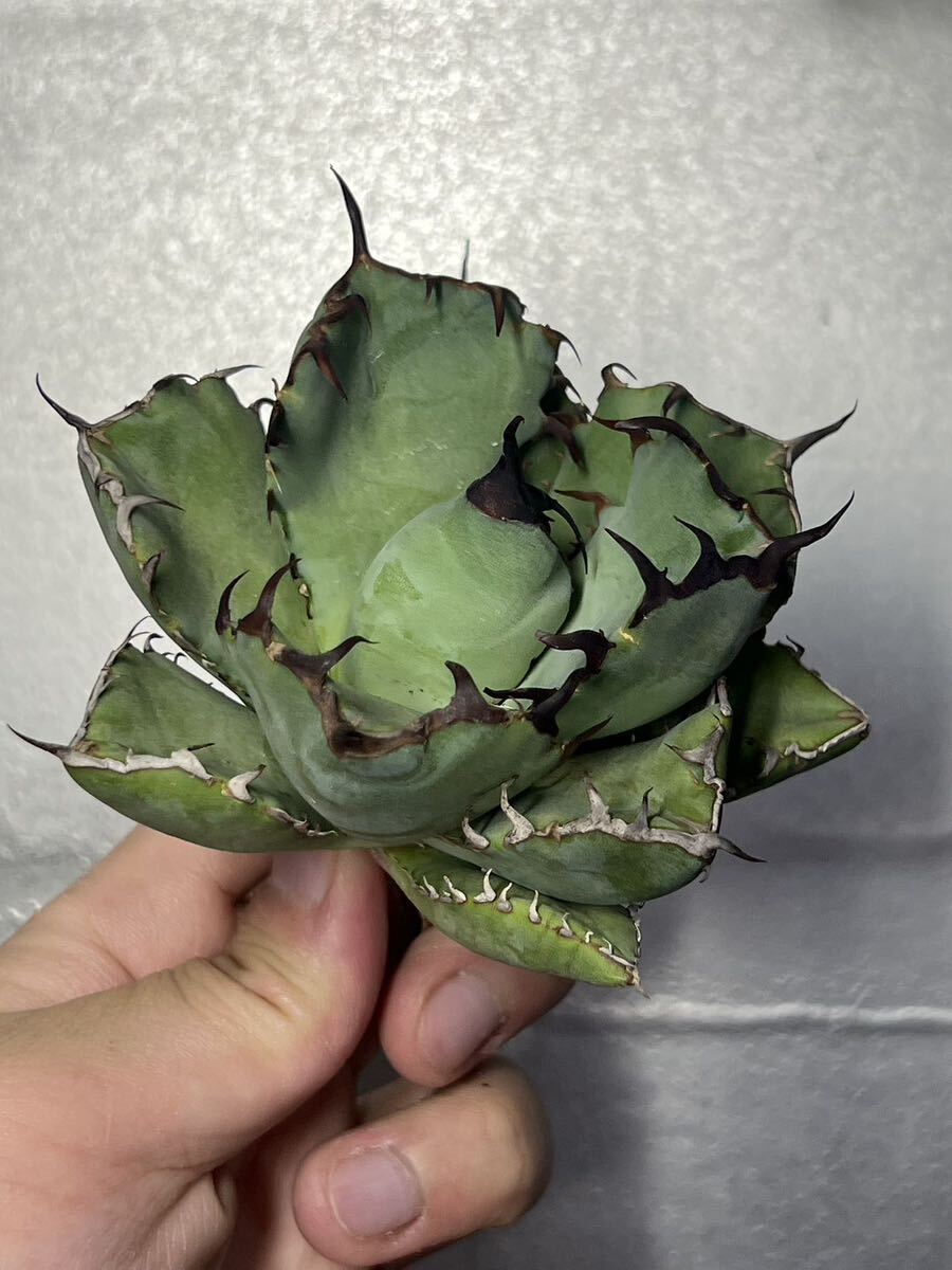 多肉植物 【特選】 アガベ agave titanota チタノタ『黑鯨』 8の画像5