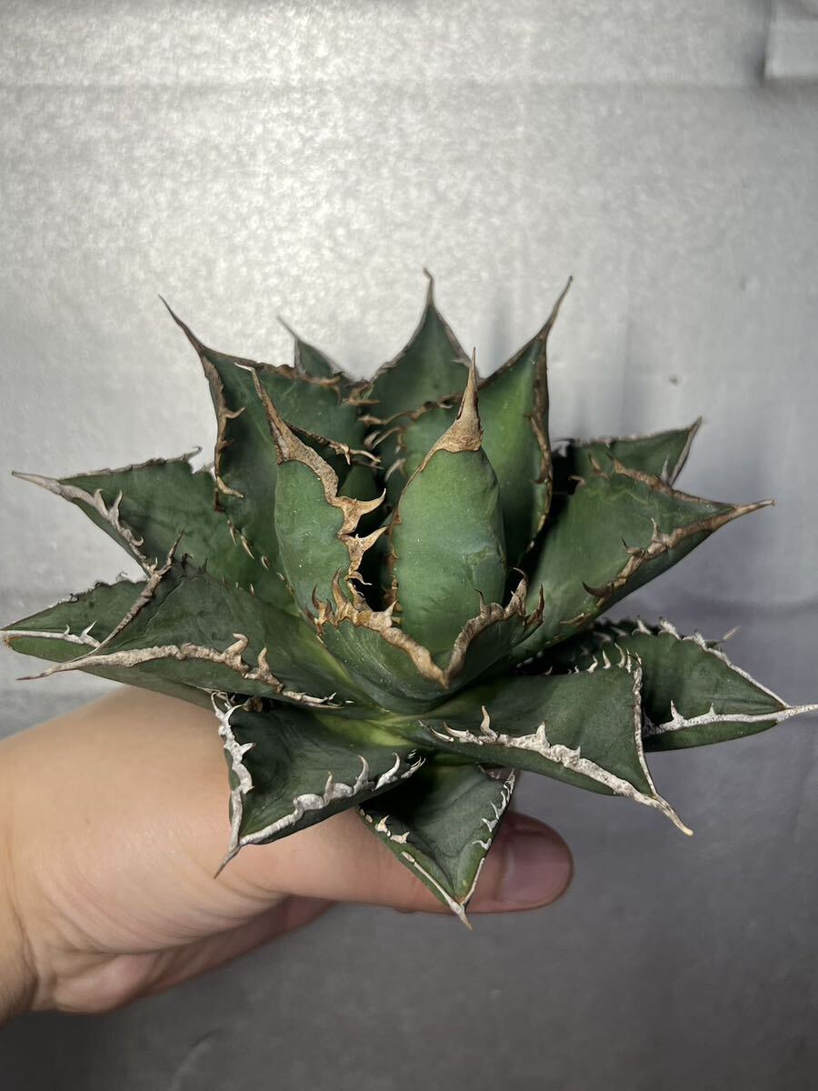 多肉植物 【特選】 アガベ agave titanota チタノタ『海王』 1の画像6