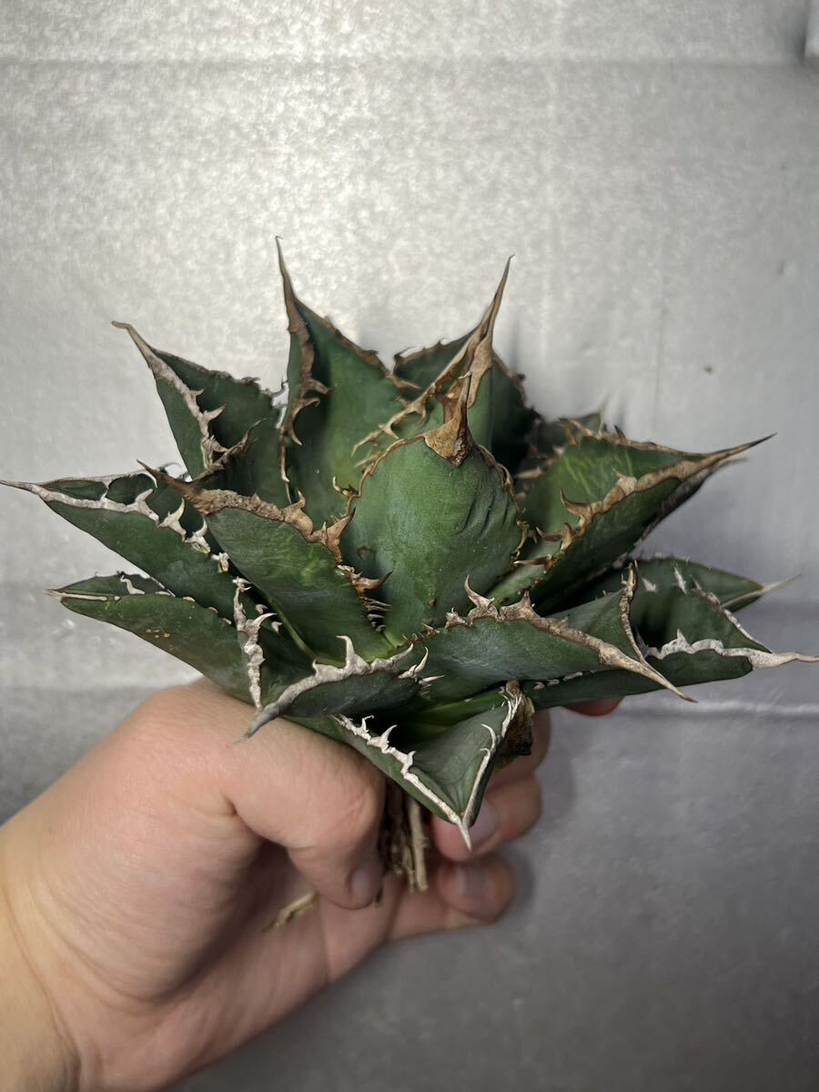 多肉植物 【特選】 アガベ agave titanota チタノタ『海王』 1の画像3