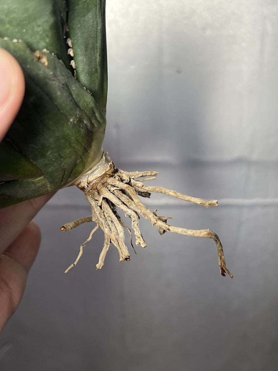 多肉植物 【特選】 アガベ agave titanota チタノタ『海王』 4の画像7
