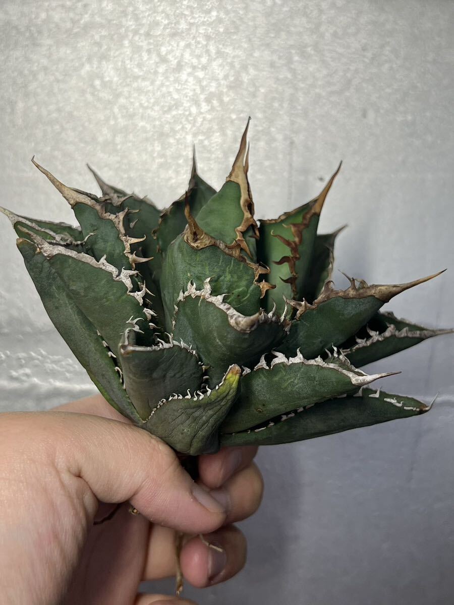 多肉植物 【特選】 アガベ agave titanota チタノタ『海王』 4の画像1