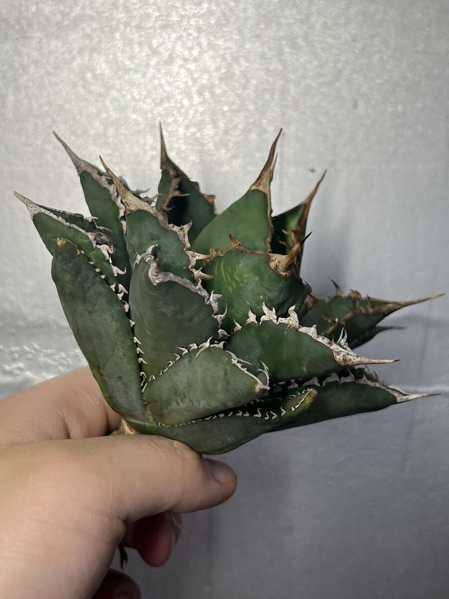 多肉植物 【特選】 アガベ agave titanota チタノタ『海王』 4の画像2