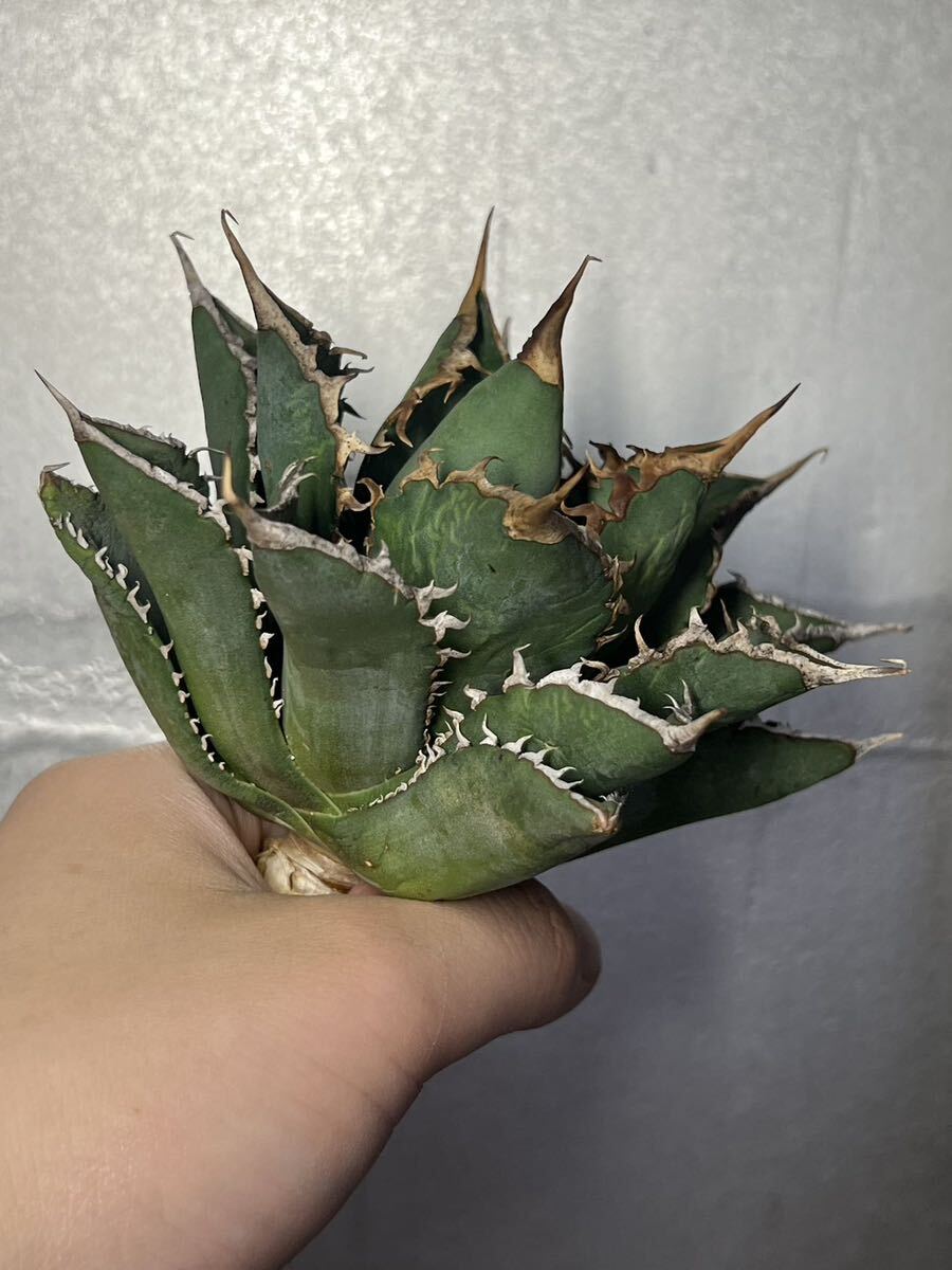 多肉植物 【特選】 アガベ agave titanota チタノタ『海王』 5の画像4