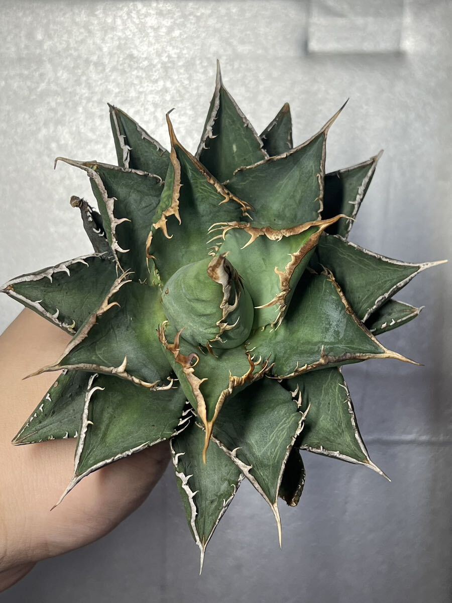 多肉植物 【特選】 アガベ agave titanota チタノタ『海王』 6の画像7