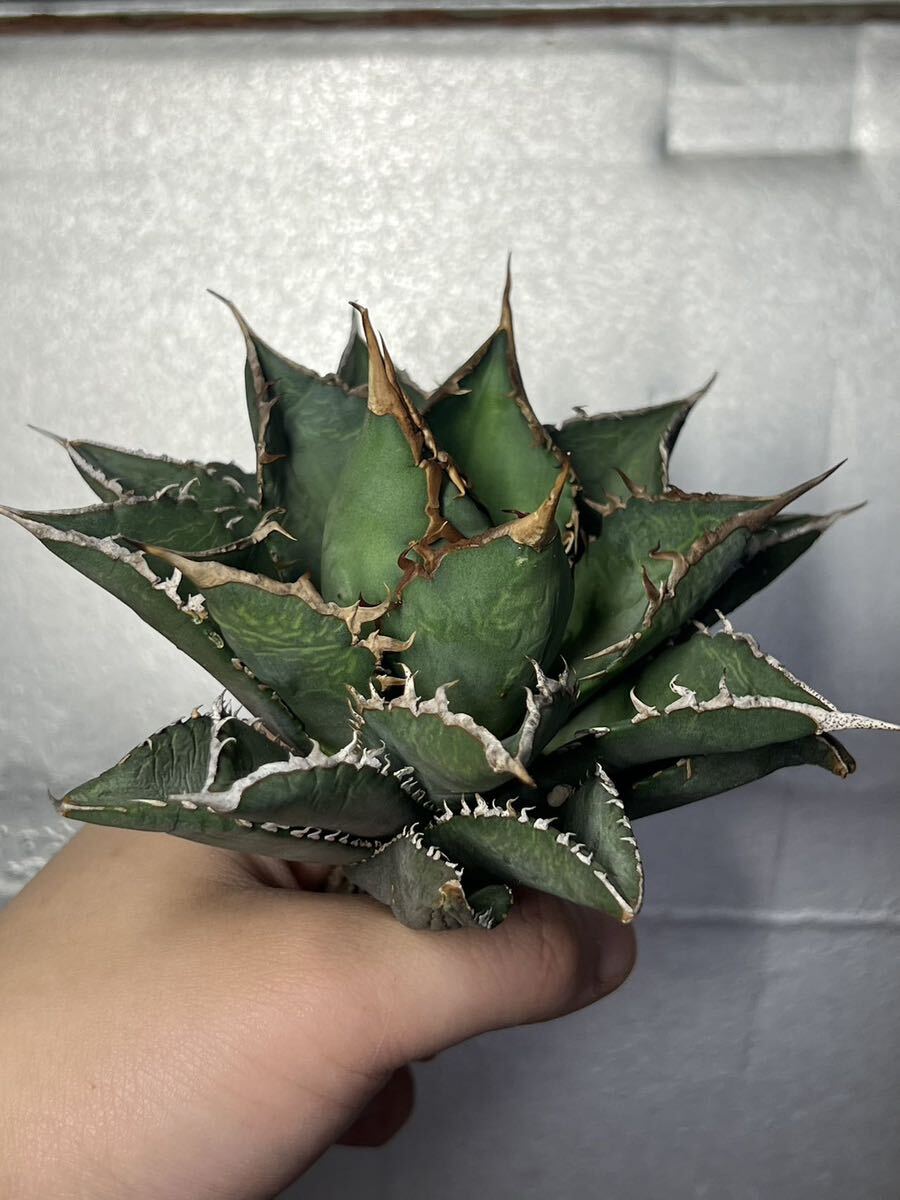 多肉植物 【特選】 アガベ agave titanota チタノタ『海王』 8の画像4