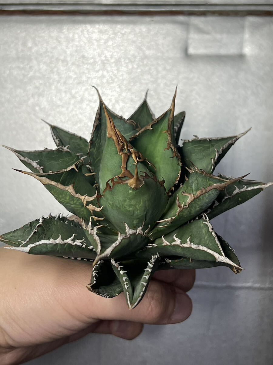 多肉植物 【特選】 アガベ agave titanota チタノタ『海王』 8の画像5