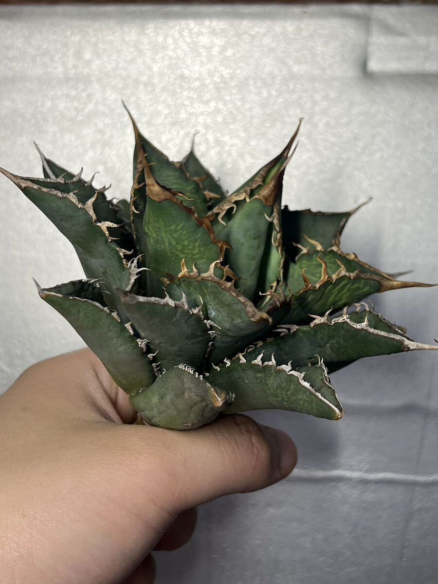 多肉植物 【特選】 アガベ agave titanota チタノタ『海王』 9の画像4