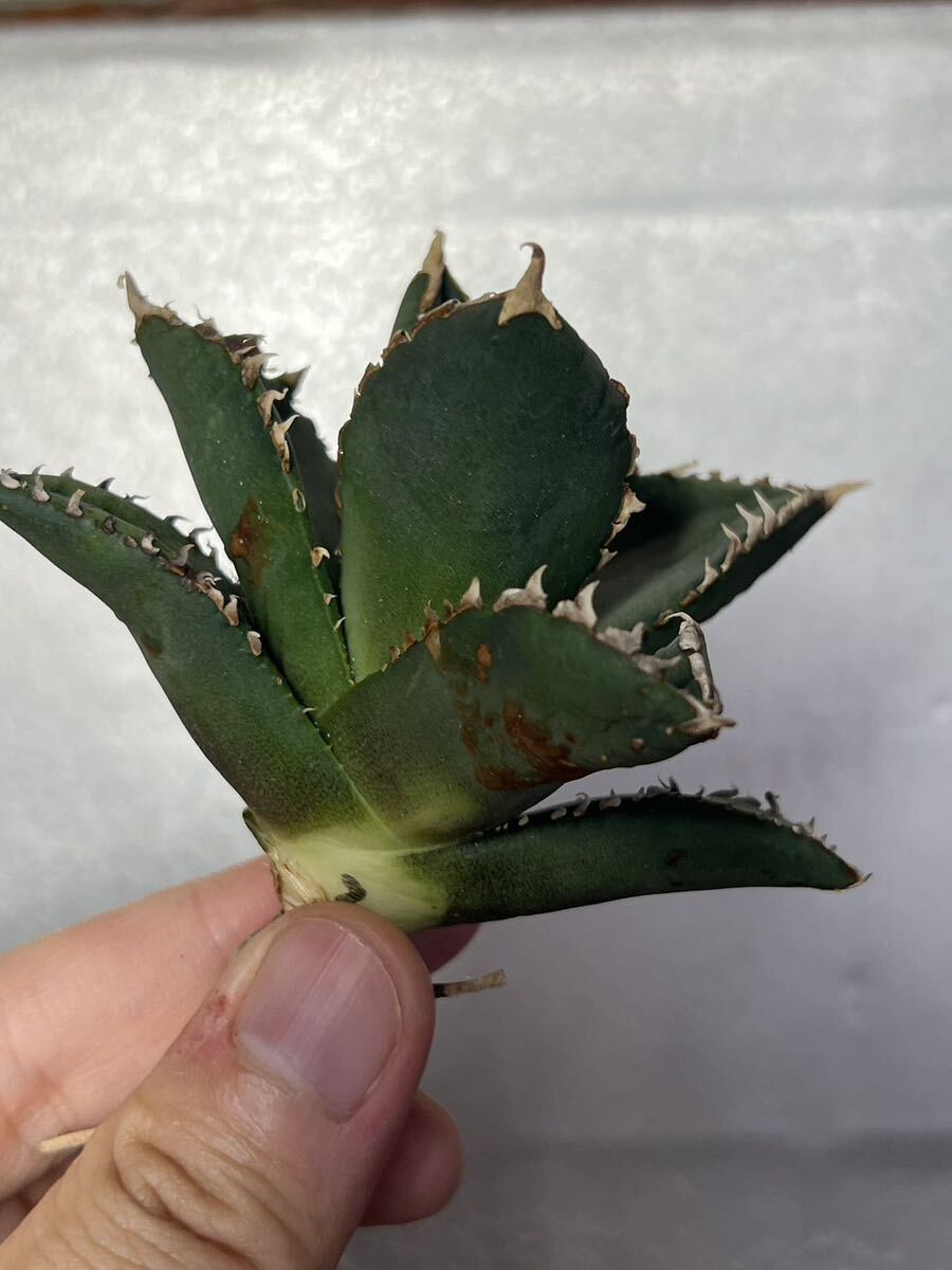 多肉植物 【特選】 アガベ agave titanota チタノタ『狼人』 2の画像2