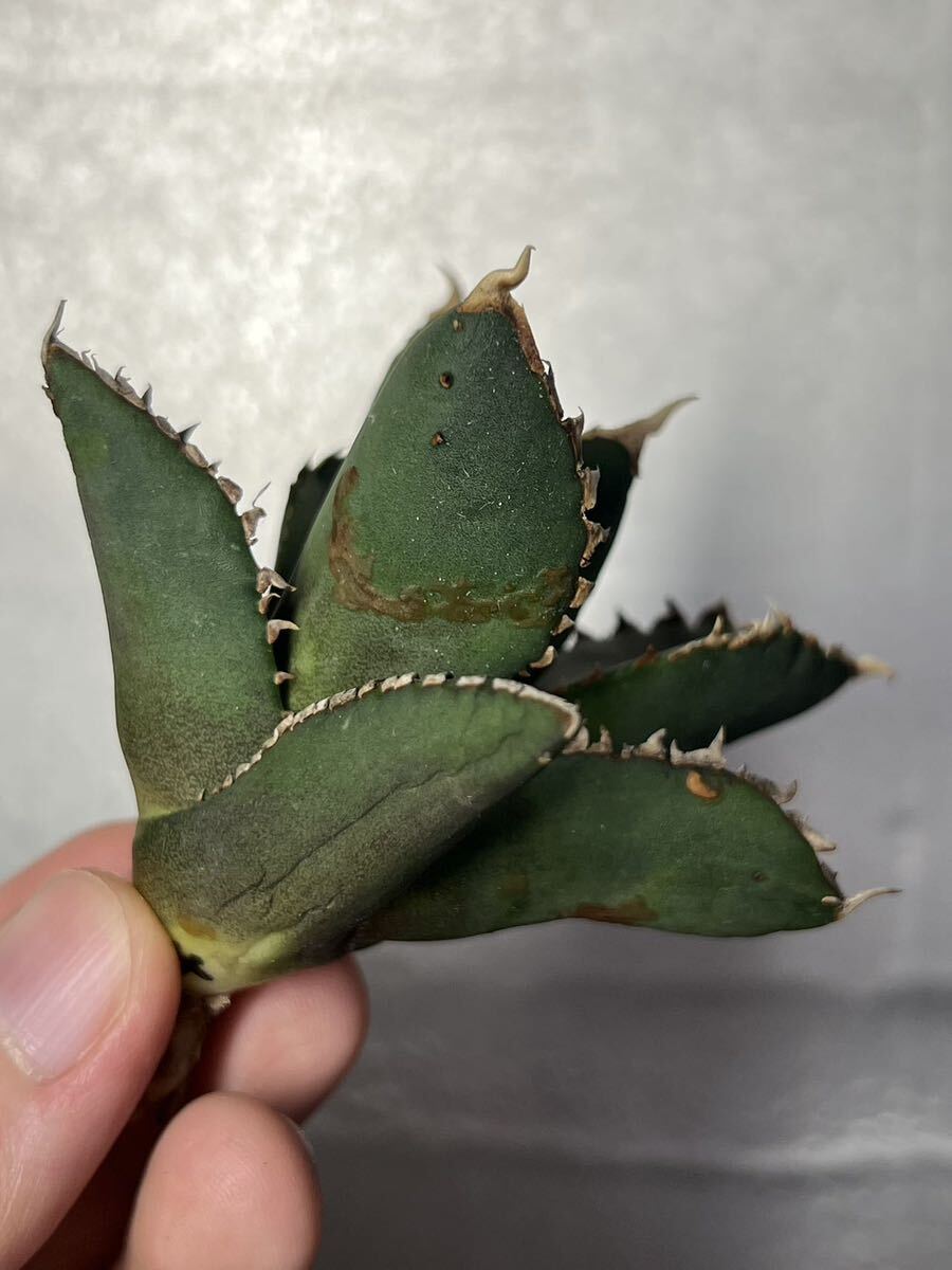 多肉植物 【特選】 アガベ agave titanota チタノタ『狼人』 4の画像1