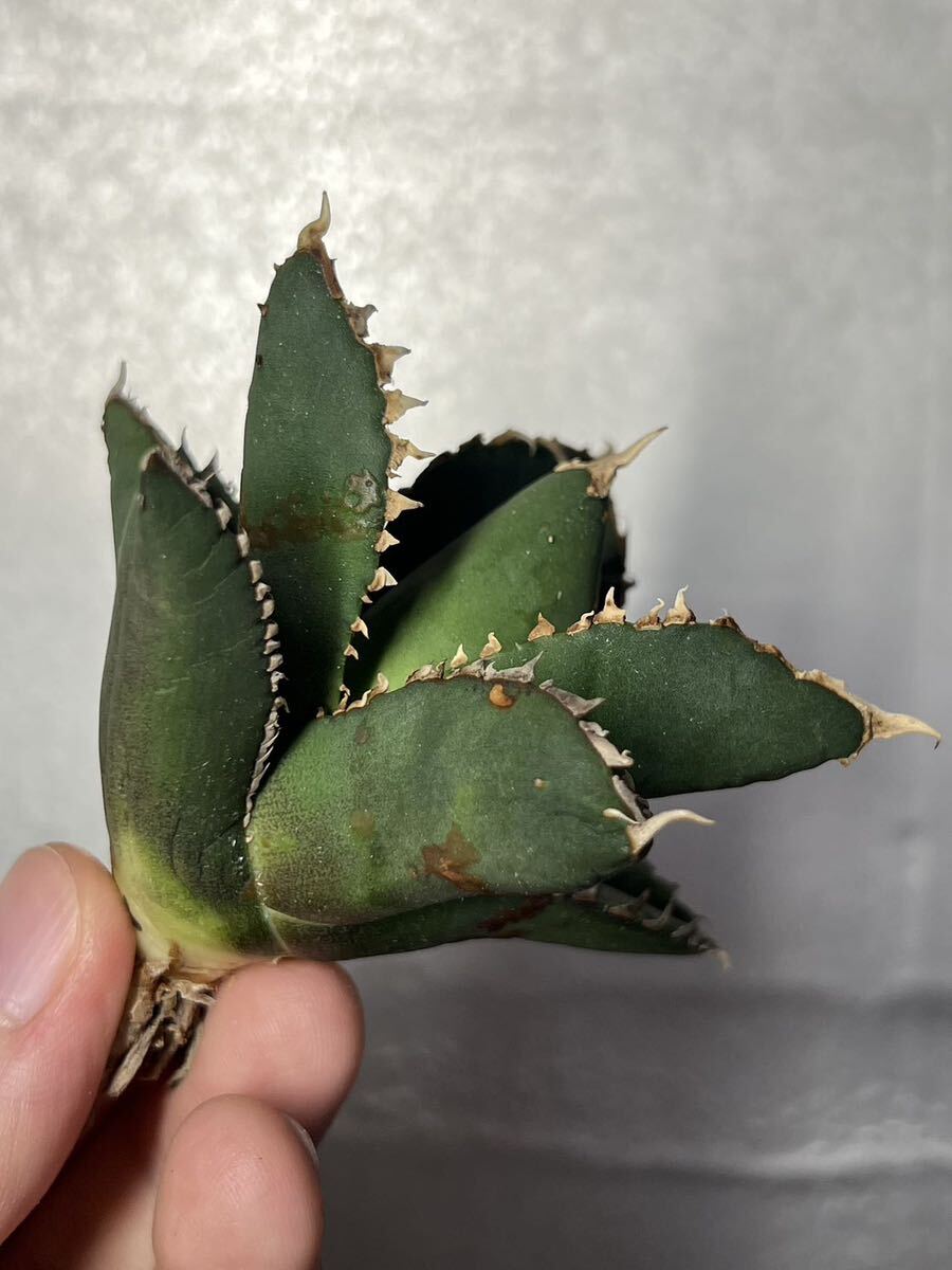 多肉植物 【特選】 アガベ agave titanota チタノタ『狼人』 4の画像3