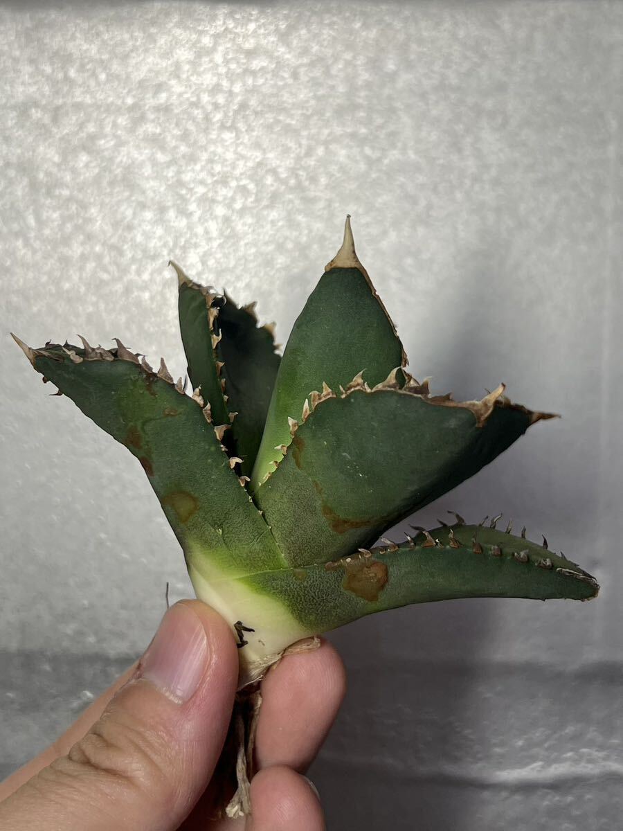 多肉植物 【特選】 アガベ agave titanota チタノタ『狼人』 5の画像2