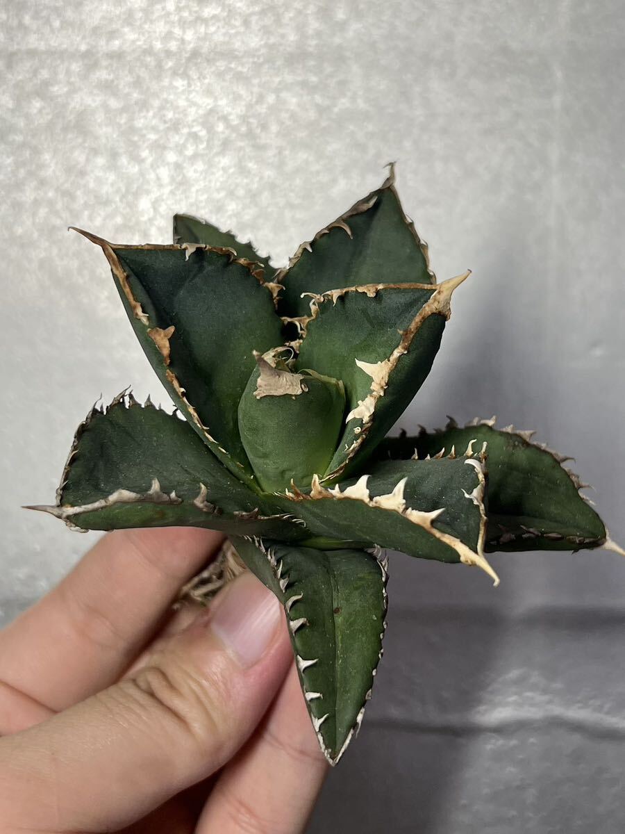 多肉植物 【特選】 アガベ agave titanota チタノタ『狼人』 5の画像4