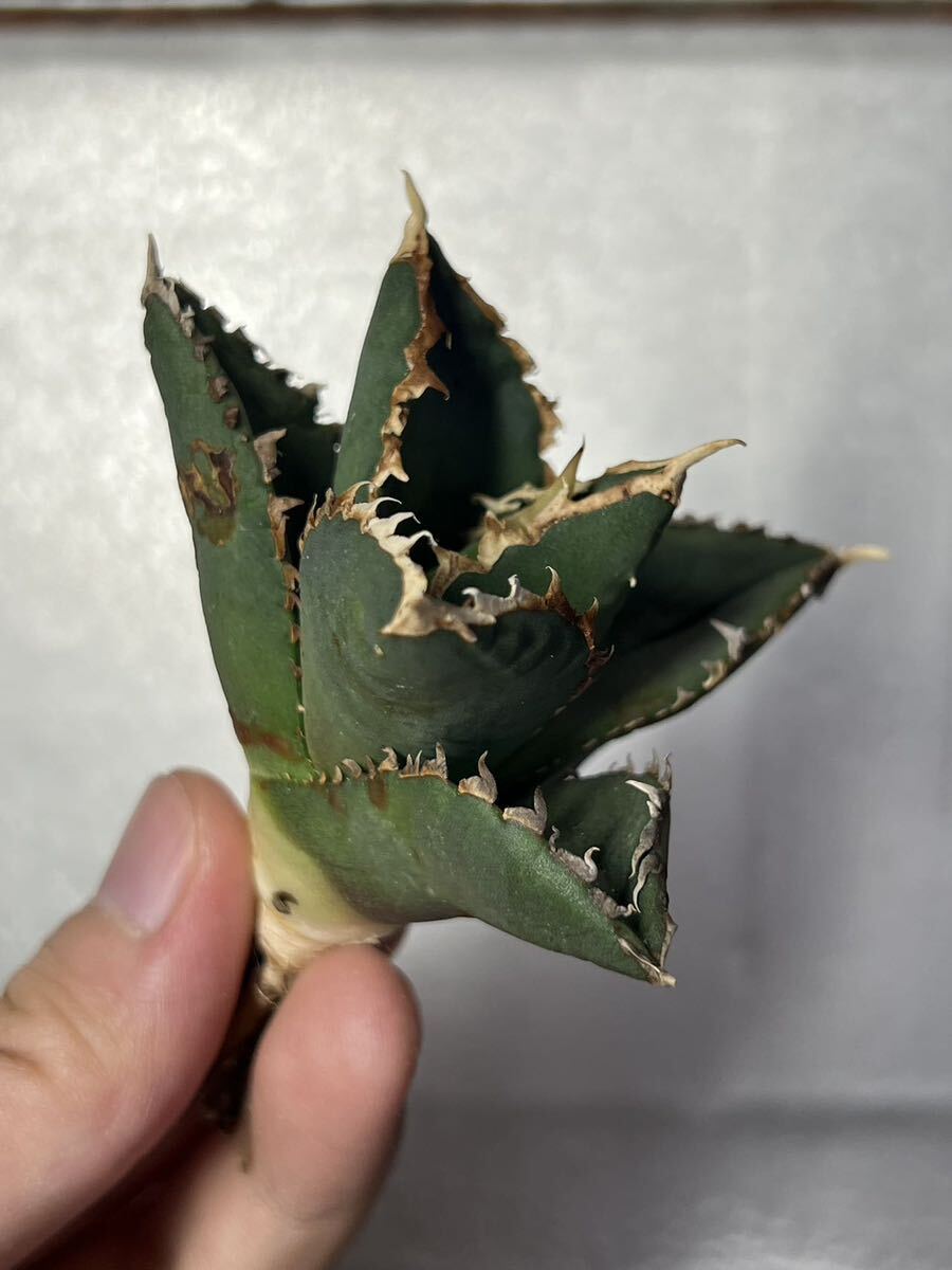 多肉植物　【特選】　アガベ　agave titanota チタノタ『狼人』　6_画像1