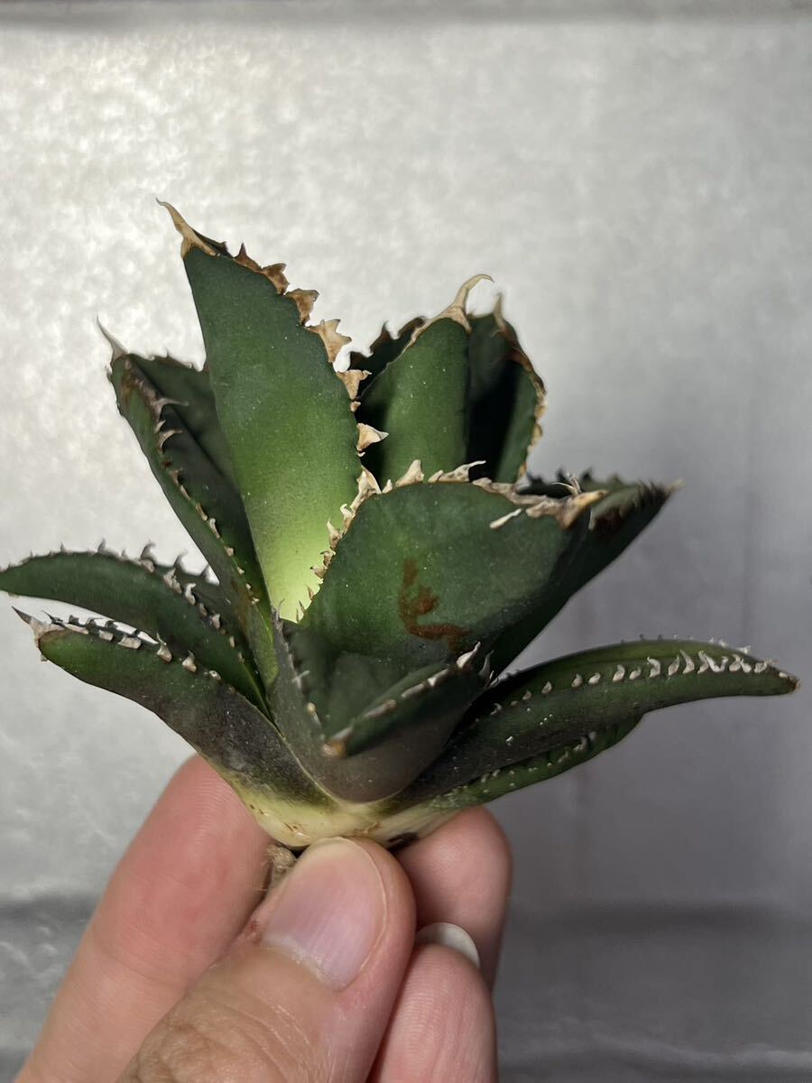 多肉植物 【特選】 アガベ agave titanota チタノタ『狼人』 7の画像5