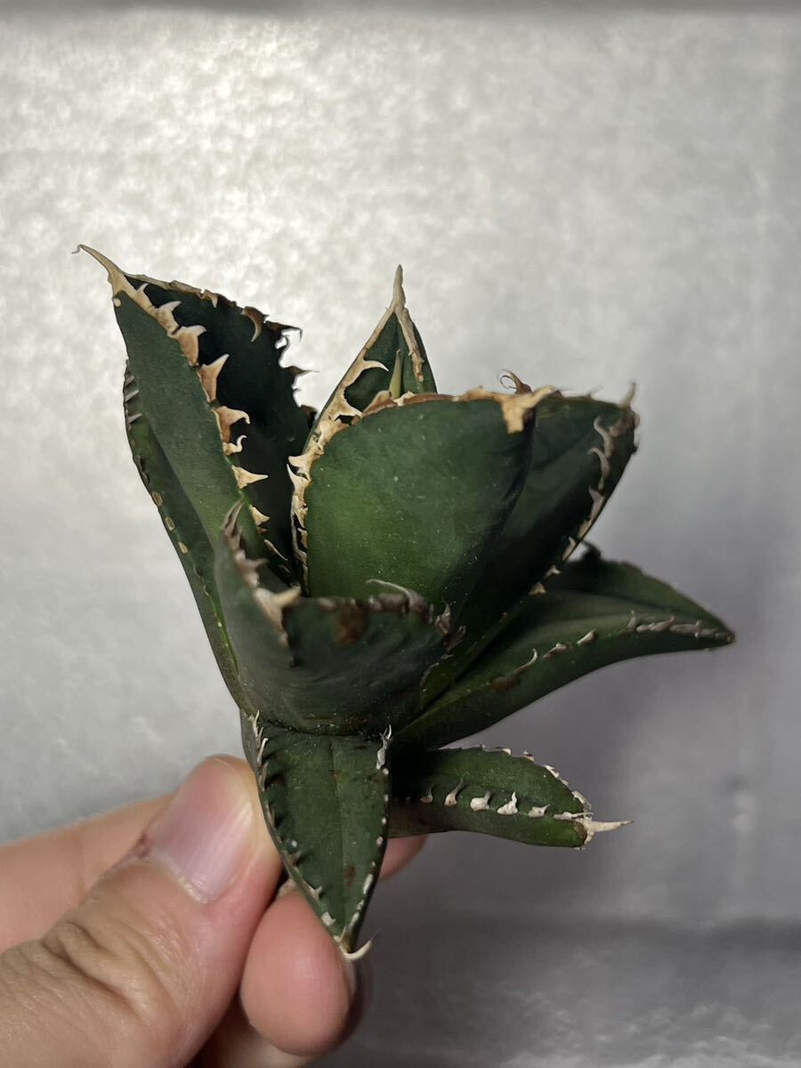 多肉植物 【特選】 アガベ agave titanota チタノタ『狼人』 7の画像1