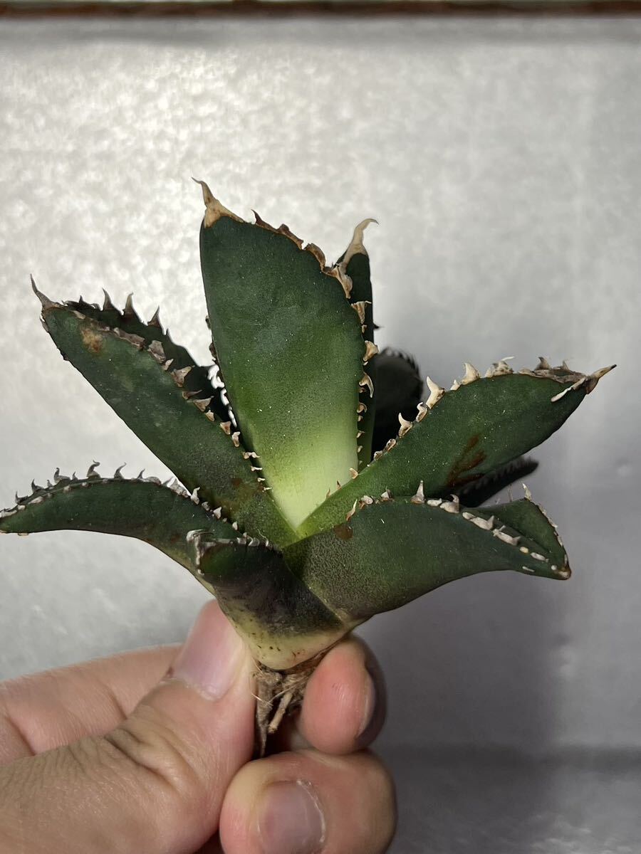 多肉植物 【特選】 アガベ agave titanota チタノタ『狼人』 7の画像2