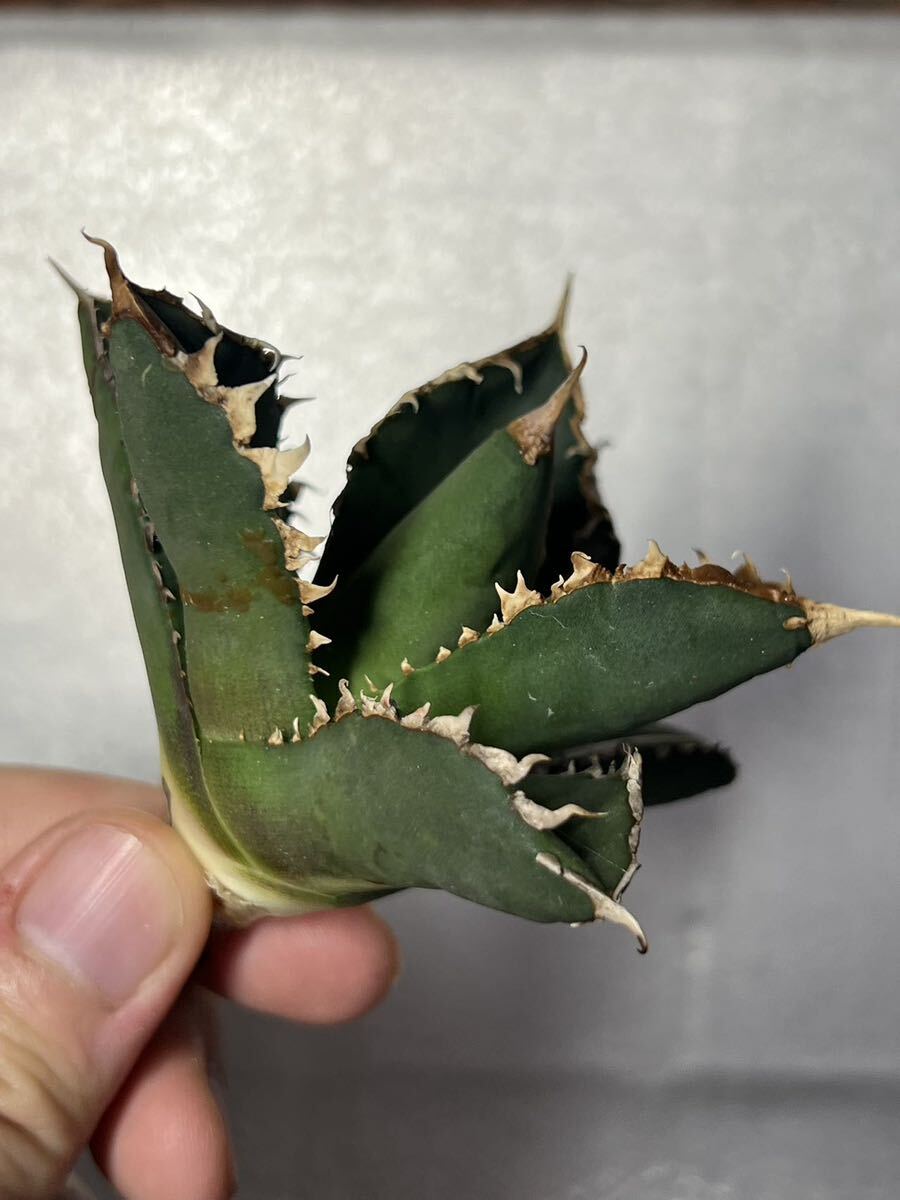 多肉植物 【特選】 アガベ agave titanota チタノタ『狼人』 9の画像1